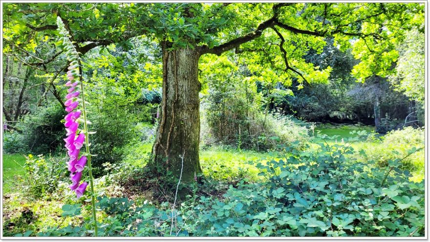 New Forest Nationalpark - England