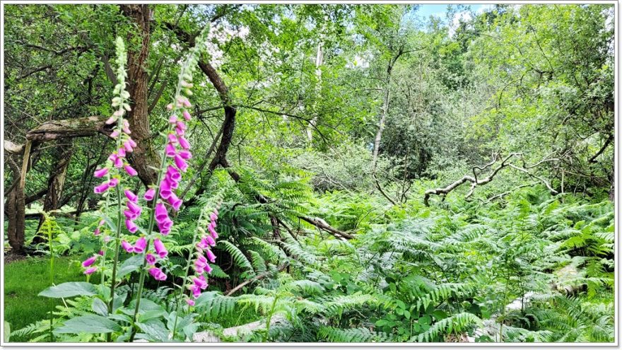 New Forest Nationalpark - England