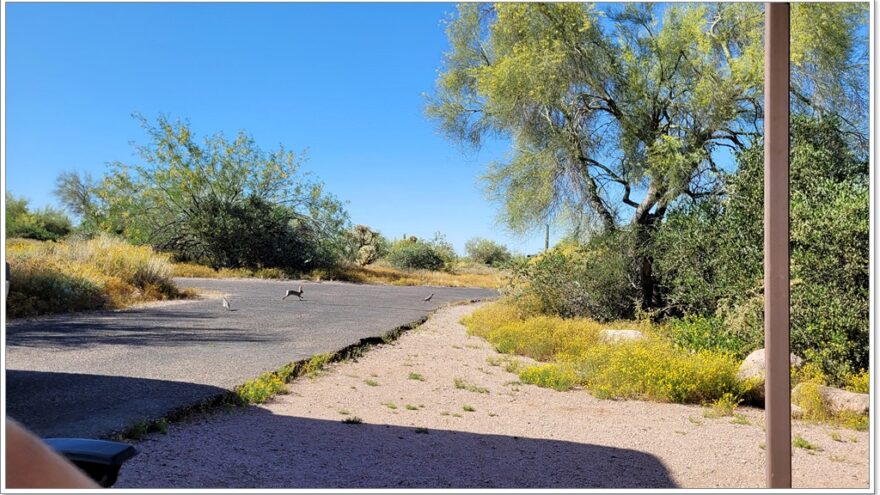 Phoenix, Lost Dutchman State Park,, Arizona, USA