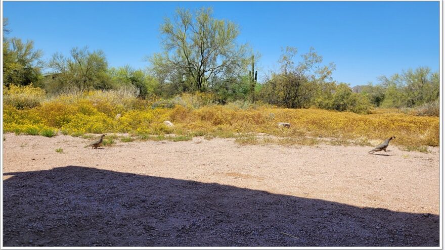 Phoenix, Lost Dutchman State Park,, Arizona, USA