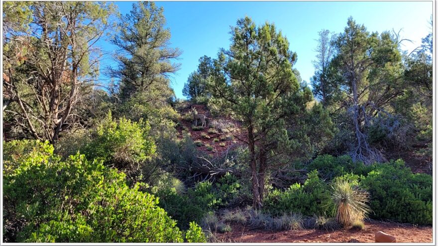 Sedona, Red Rocks, Boynton Canyon, Arizona, USA