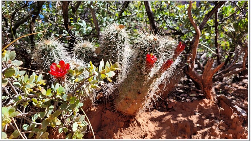 Sedona, Red Rocks, Courthouse Rock, Bell Rock, Arizona, USA