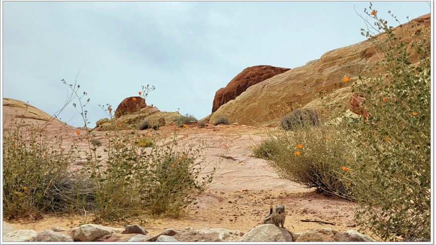 Valley of Fire, Nevada, USA