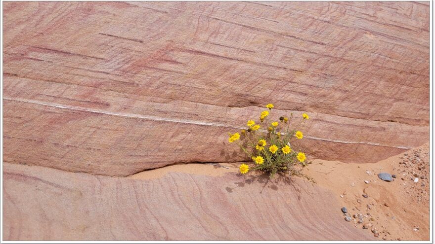 Valley of Fire, The Wave, Nevada, USA