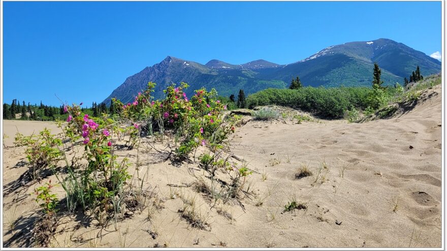 Carcross, Desert, Yukon, Kanada