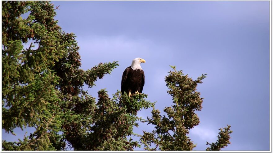 Little Atline Lake, Wildlife, Yukon, Kanada