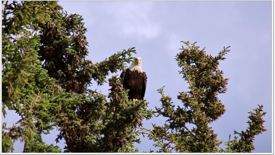 Little Atline Lake, Wildlife, Yukon, Kanada