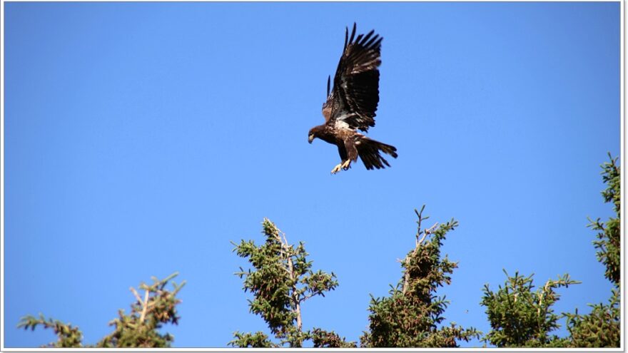 Little Atline Lake, Wildlife, Yukon, Kanada