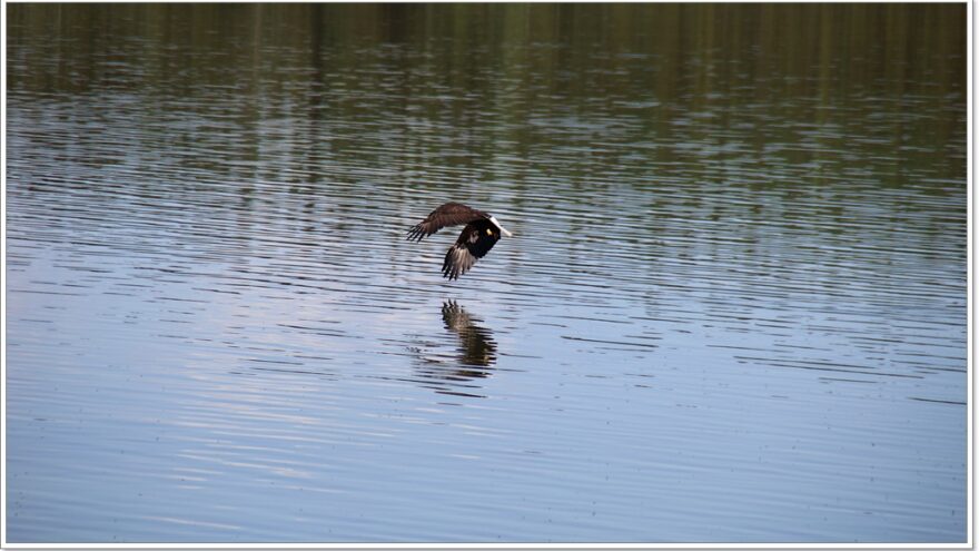 Little Atline Lake, Wildlife, Yukon, Kanada