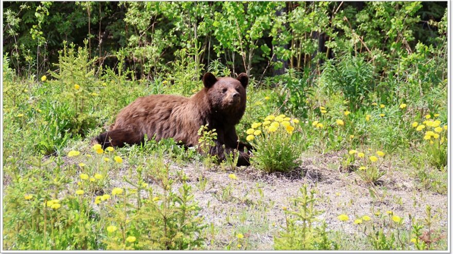 Wildlife, Yukon, Kanada