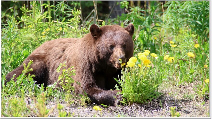 Wildlife, Yukon, Kanada