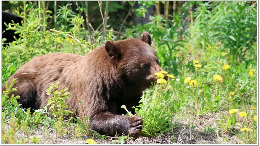 Wildlife, Yukon, Kanada