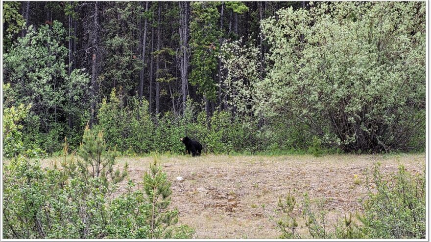 Wildlife, Yukon, Kanada