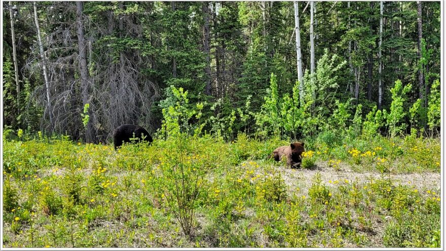 Wildlife, Yukon, Kanada