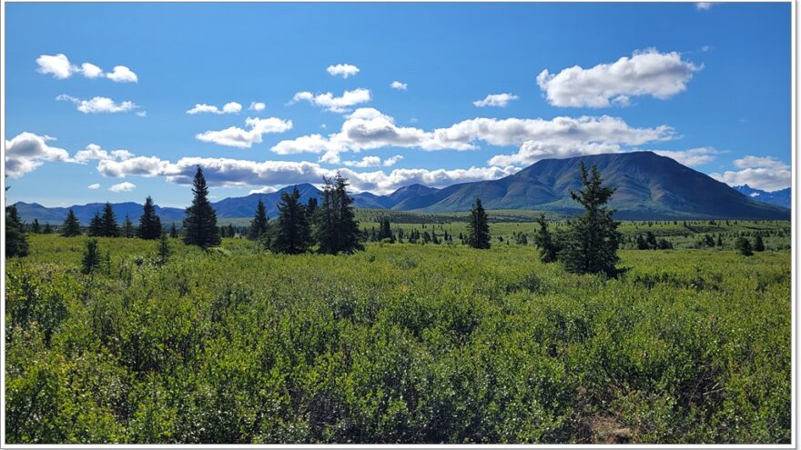 Denali Nationalpark - Mountain View Point - Alaska - USA