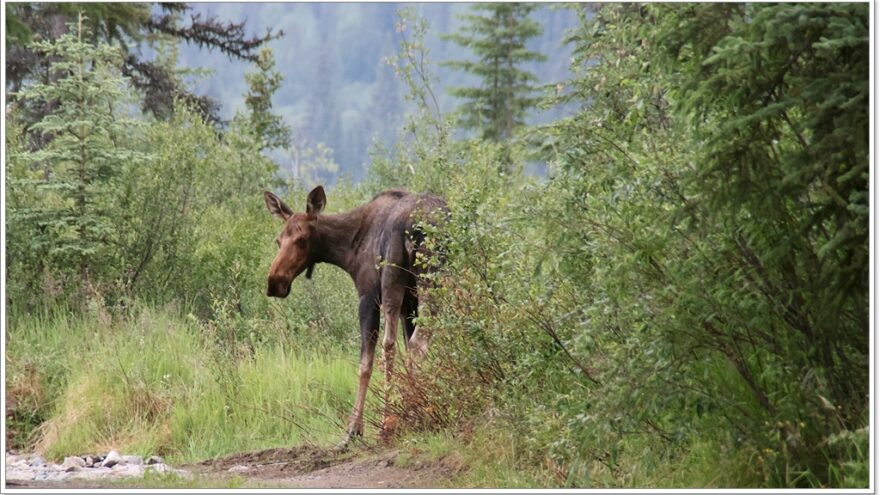 Elch - Moose - Chicken - Alaska - USA