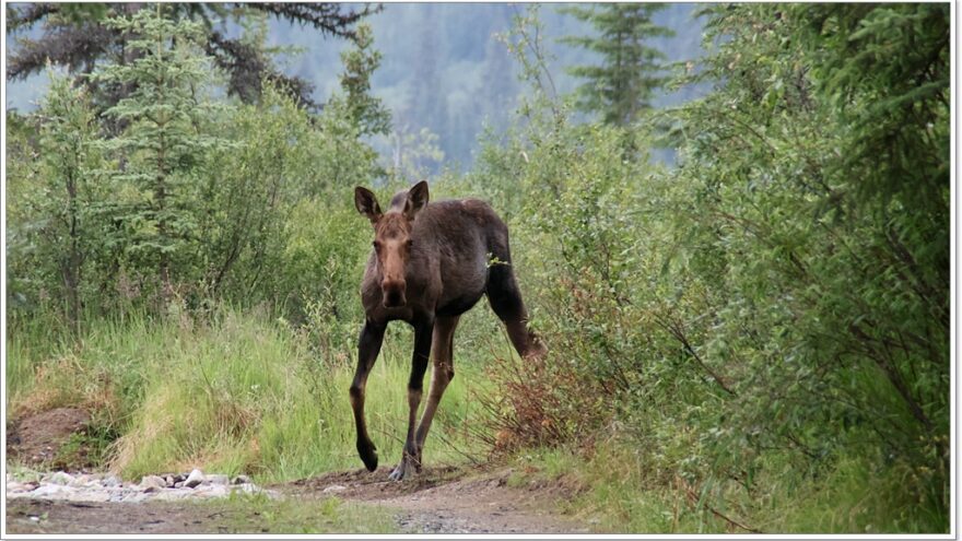 Elch - Moose - Chicken - Alaska - USA