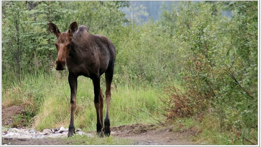 Elch - Moose - Chicken - Alaska - USA