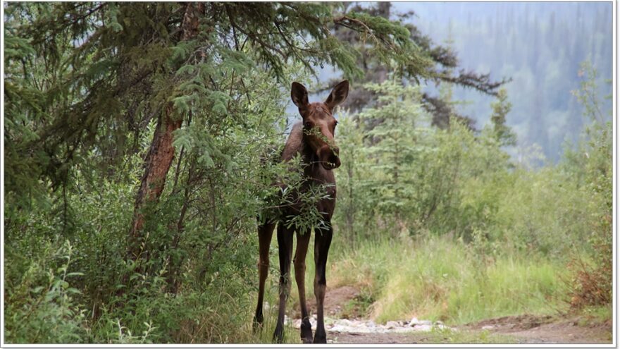 Elch - Moose - Chicken - Alaska - USA