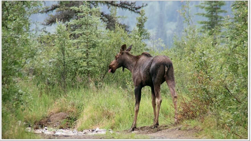 Elch - Moose - Chicken - Alaska - USA