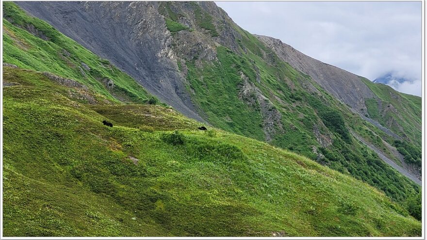 Exit Glacier - Seward - Alaska - USA