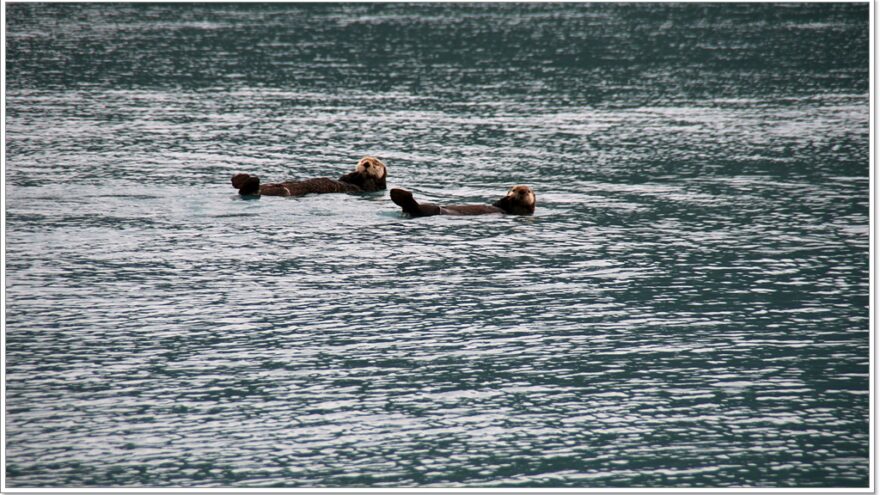 Lu-Lu Belle - Glacier Wildlife Cruises - Valdez - Alaska - USA