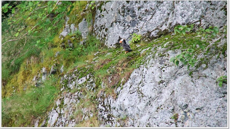 Lu-Lu Belle - Glacier Wildlife Cruises - Valdez - Alaska - USA