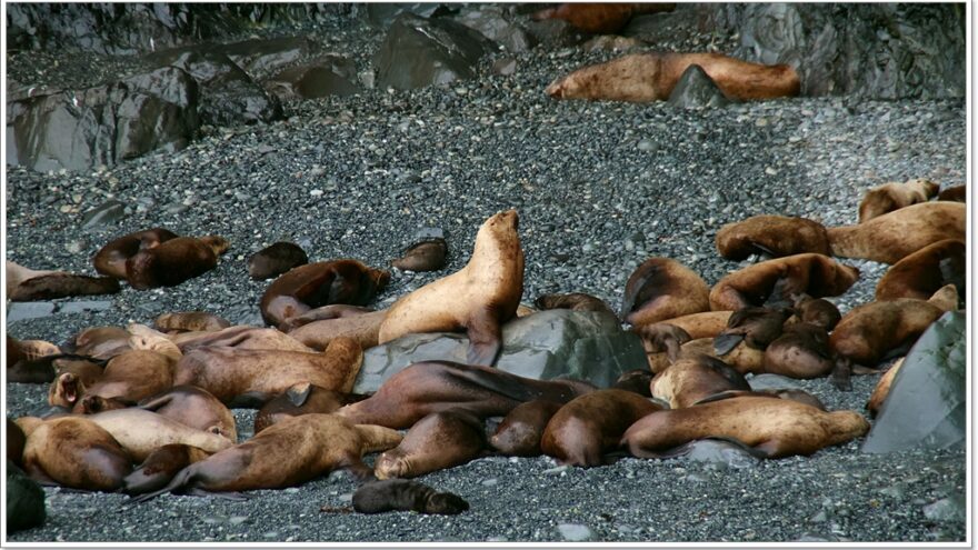 Lu-Lu Belle - Glacier Wildlife Cruises - Valdez - Alaska - USA