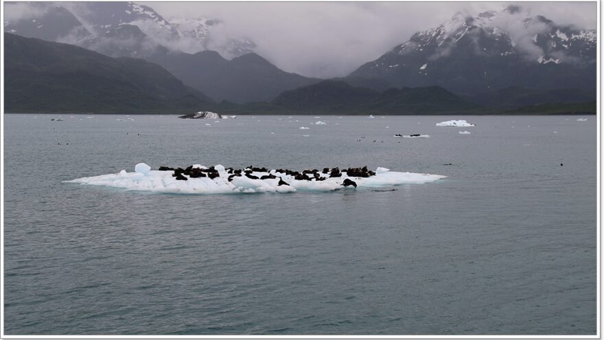 Lu-Lu Belle - Glacier Wildlife Cruises - Valdez - Alaska - USA