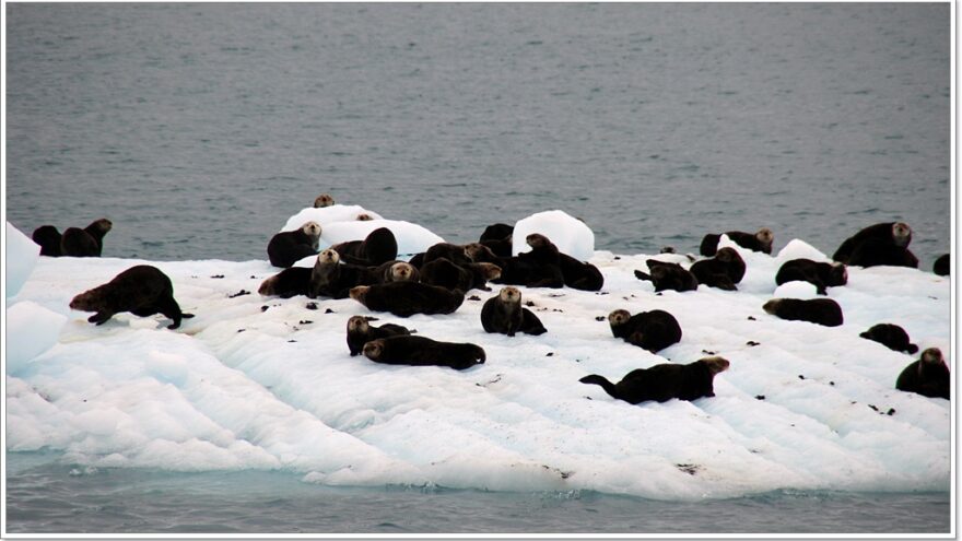 Lu-Lu Belle - Glacier Wildlife Cruises - Valdez - Alaska - USA