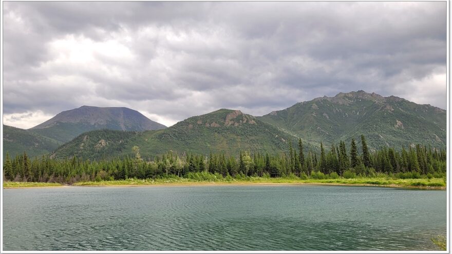 Tok - Elch - Moose - Alaska - USA