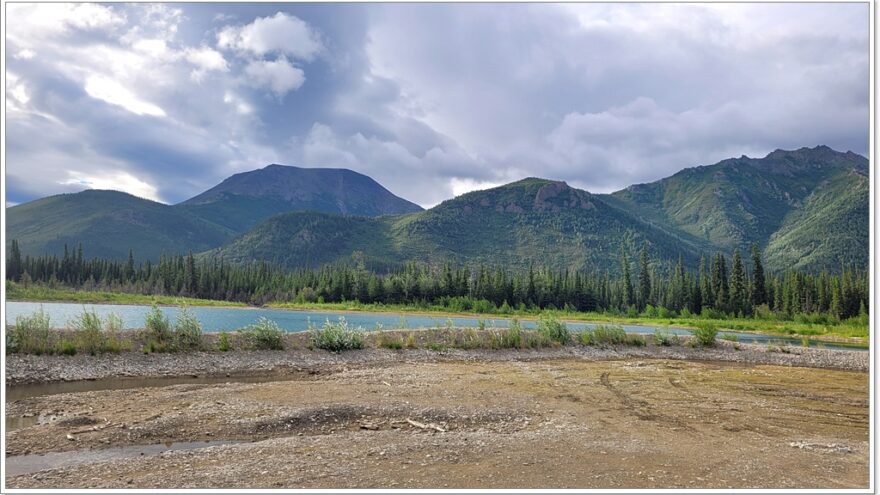 Tok - Elch - Moose - Alaska - USA