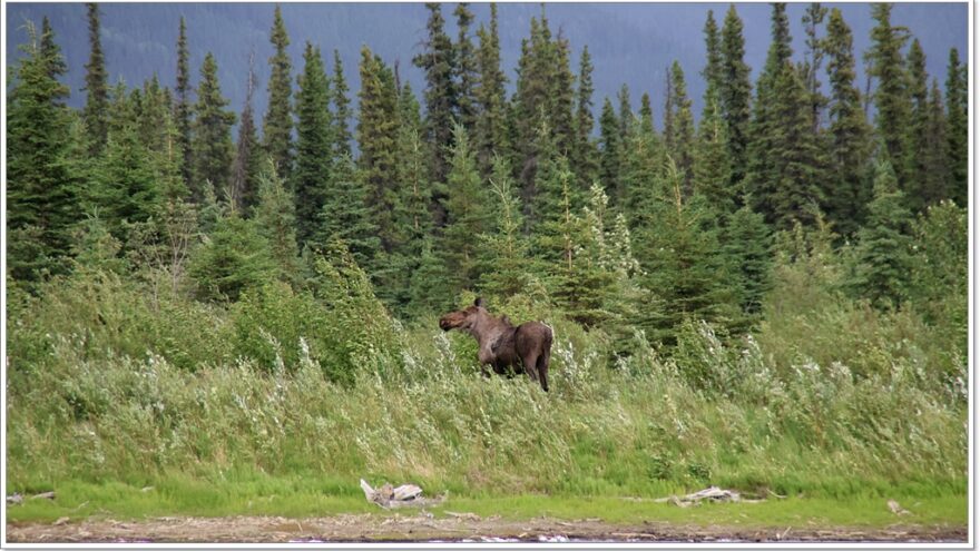 Tok - Elch - Moose - Alaska - USA