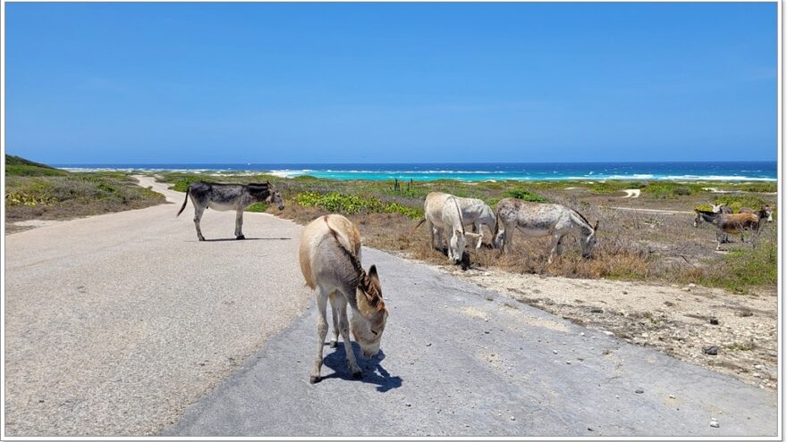 Aruba - Karibik - Baby Beach - Rodgers Beach - Seroe Colorado Leuchtturm