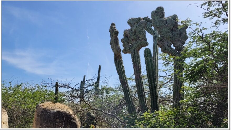 Ayo Rock - Aruba - Karibik