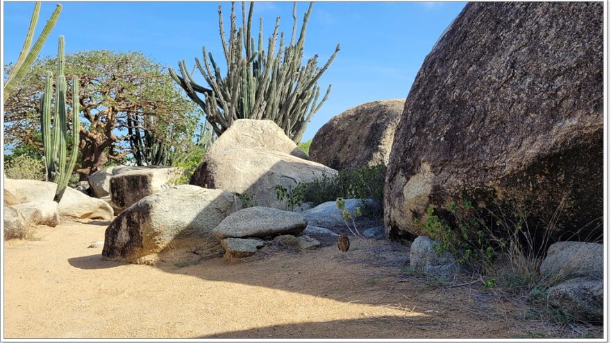 Casibari Rockformation - Shoco - Aruba - Karibik