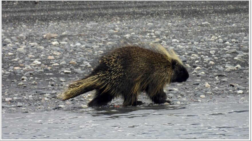 Wildlife - Alaska - Porcupine - Elch - Moose