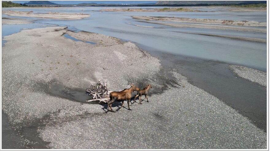 Wildlife - Alaska - Porcupine - Elch - Moose