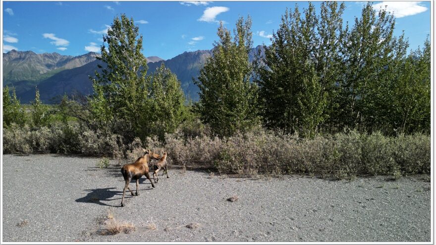 Wildlife - Alaska - Porcupine - Elch - Moose