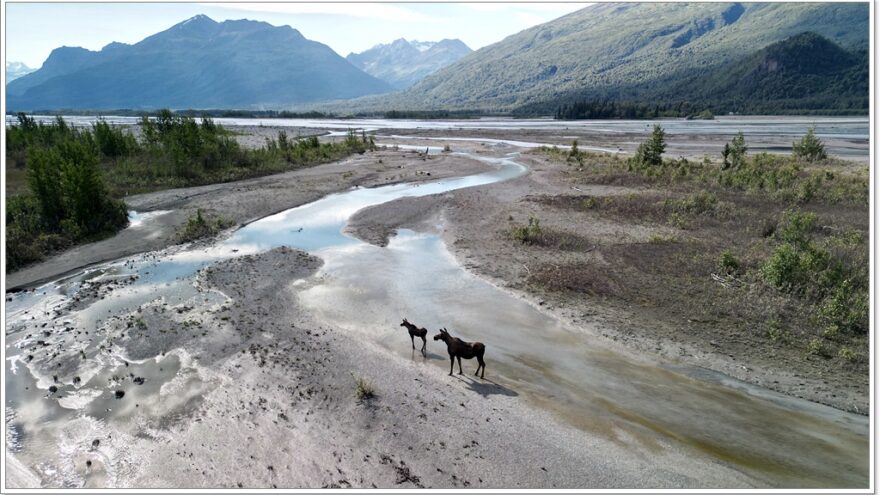 Wildlife - Alaska - Porcupine - Elch - Moose