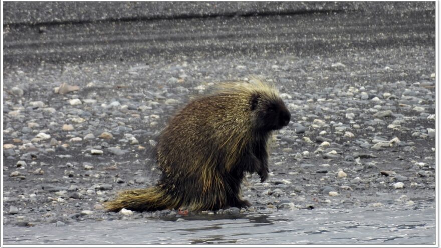 Wildlife - Alaska - Porcupine - Elch - Moose