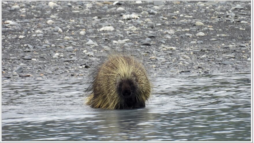 Wildlife - Alaska - Porcupine - Elch - Moose