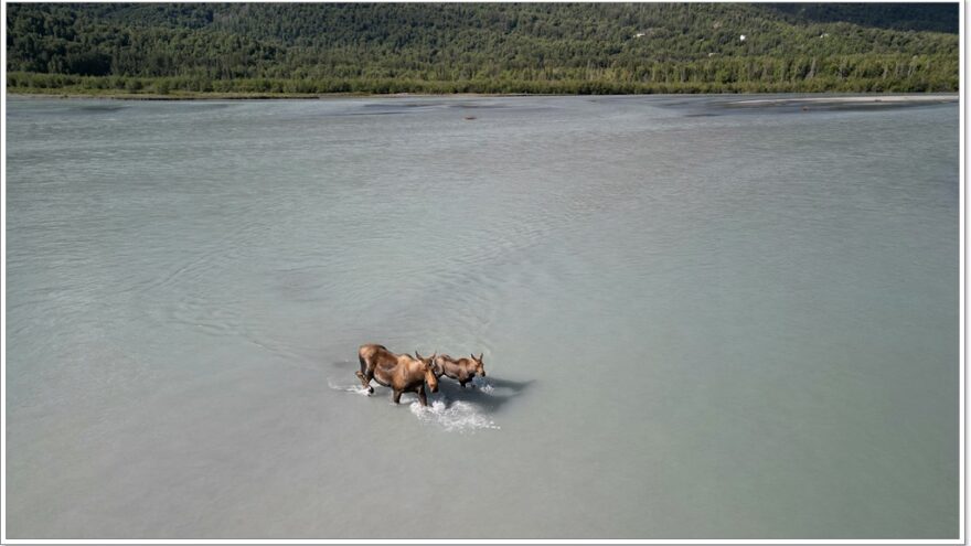 Wildlife - Alaska - Porcupine - Elch - Moose