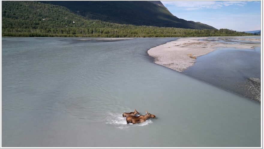 Wildlife - Alaska - Porcupine - Elch - Moose