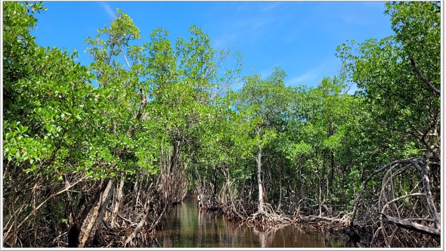 Everglades - Everglade City - Airboottour - Boardwalk - Florida