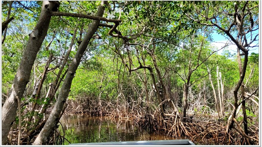 Everglades - Everglade City - Airboottour - Boardwalk - Florida