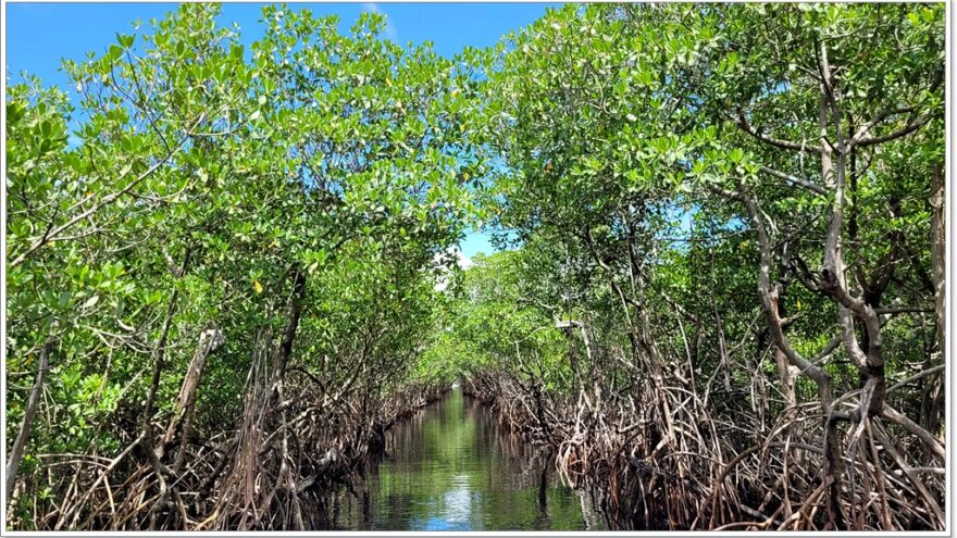 Everglades - Everglade City - Airboottour - Boardwalk - Florida