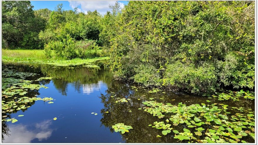 Florida - Sawgrass Lake Park - Aligator