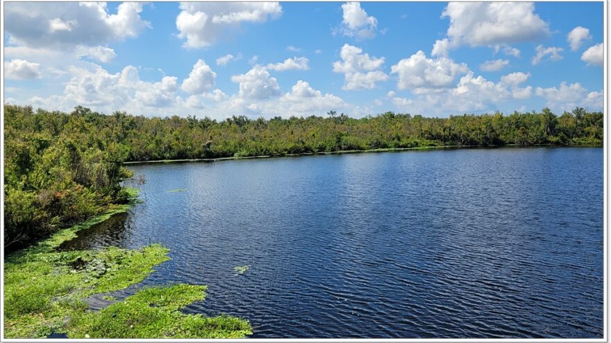 Florida - Sawgrass Lake Park - Aligator