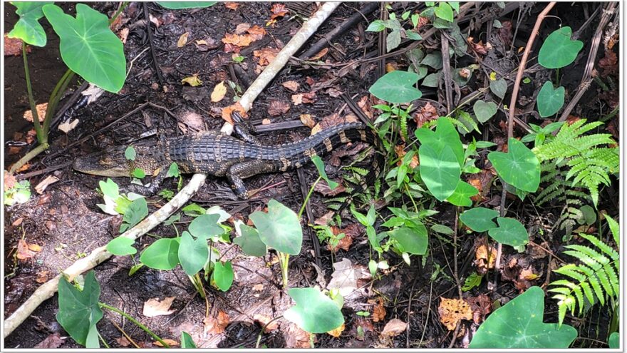 Florida - Sawgrass Lake Park - Aligator